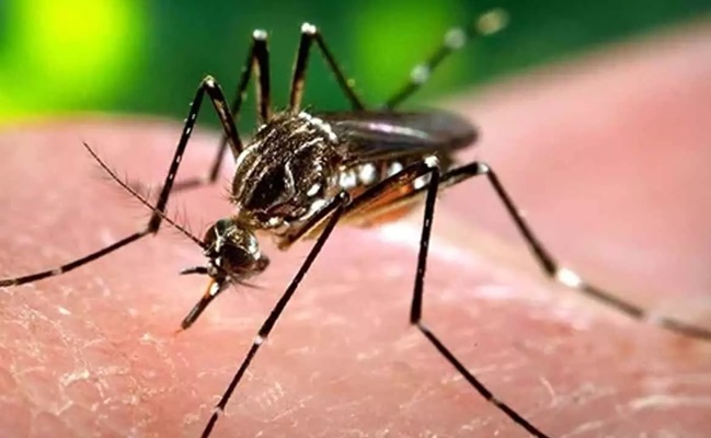Explained: The rising burden of dengue in India