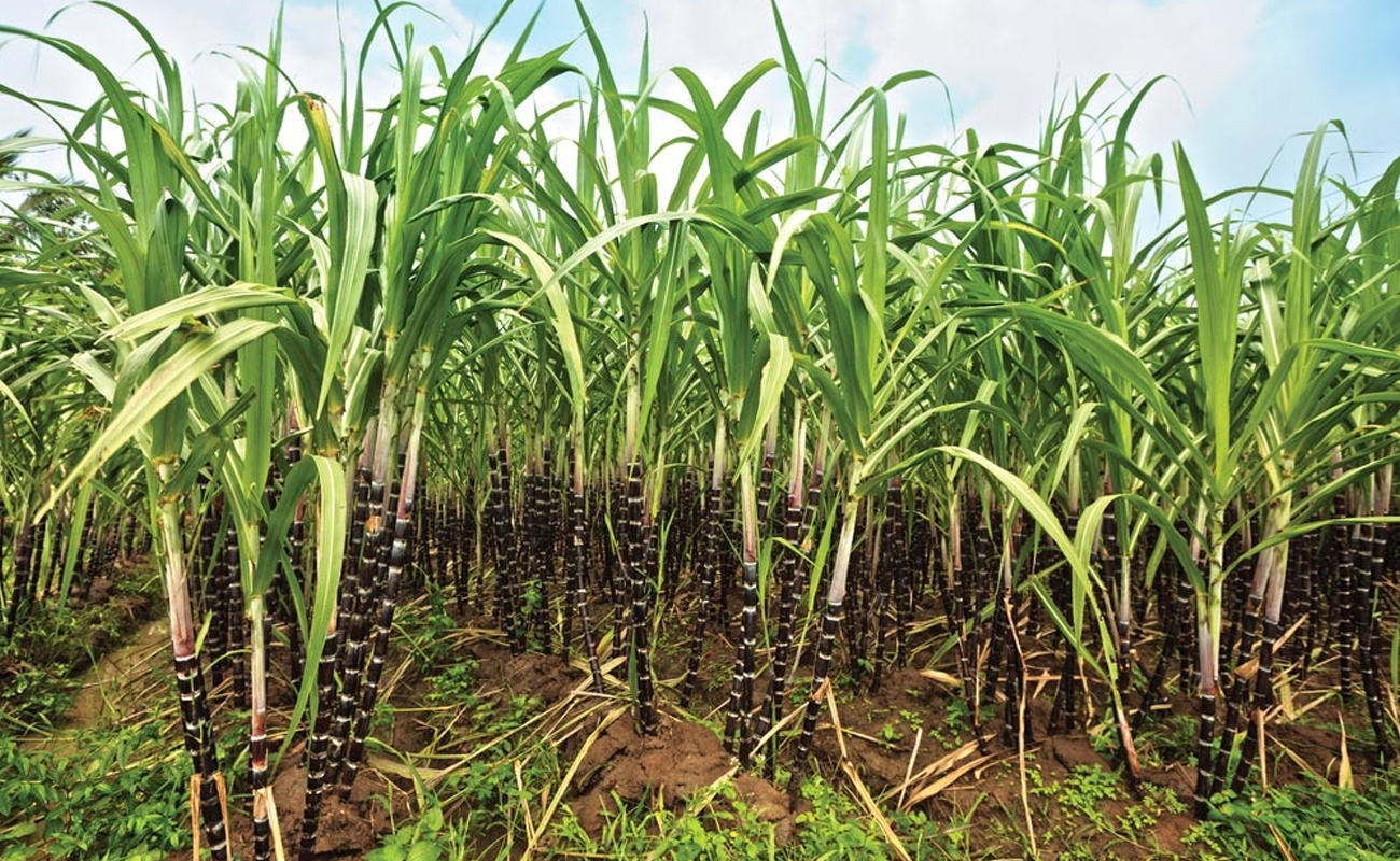 Centre hikes fair price for sugarcane to Rs 355 a quintal