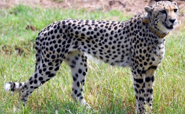 Namibian female Cheetah Nabha succumbs to injuries