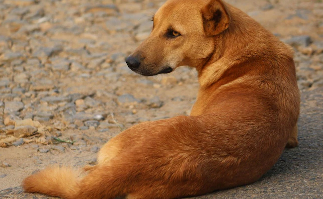 Criminal Dogs Get Life Imprisonment