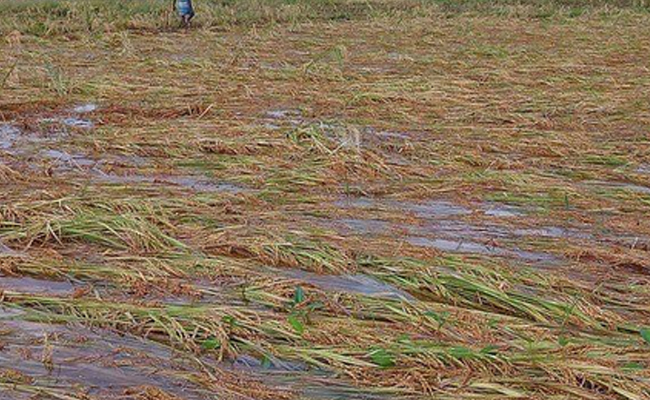 Farmers in TN delta districts reel under rain damage, delayed paddy procurement